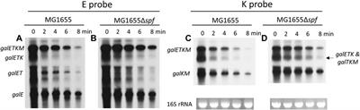 sRNA expedites polycistronic mRNA decay in Escherichia coli